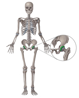 Acetabulum of hip bone (#586)
