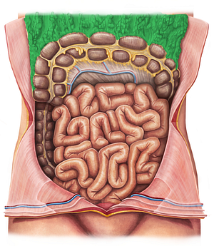Greater omentum (#7313)