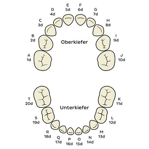 Universal Numbering System (deciduous teeth) (German)