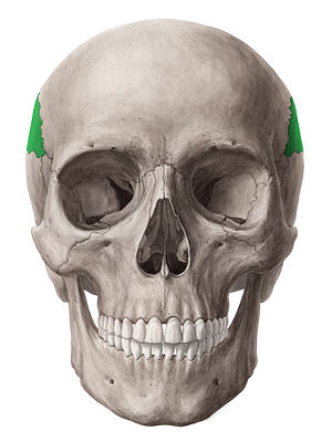 Parietal bone (#7463)