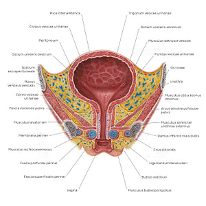 Female urinary bladder (Latin)