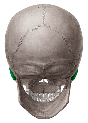 Mastoid process of temporal bone (#8219)