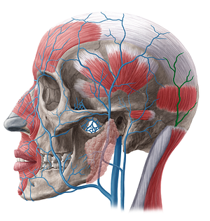 Occipital vein (#20169)