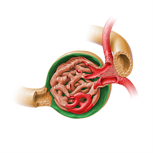 Parietal layer of glomerular capsule (#17927)