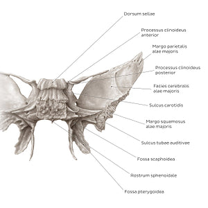 Sphenoid bone (posterior view) (Latin)