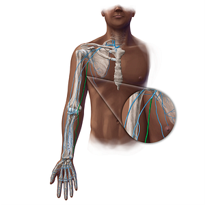 Basilic vein (#19384)