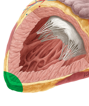 Apex of heart (#760)