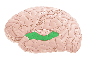 Brodmann area 22 (#17972)