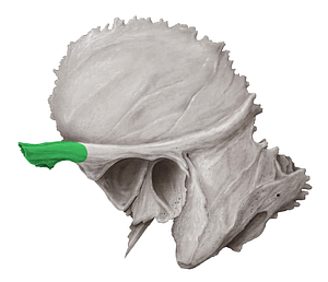 Zygomatic process of temporal bone (#8367)