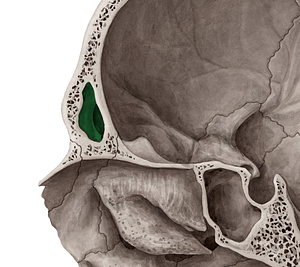 Frontal sinus (#9013)