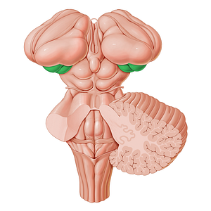 Metathalamus (#16168)