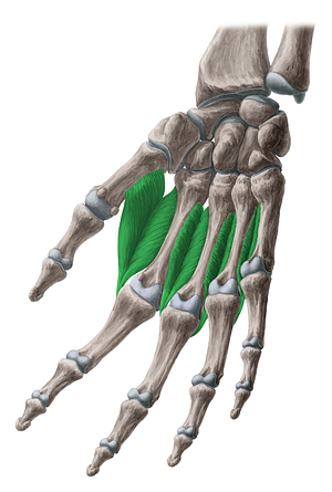 Dorsal interossei muscles of hand (#5129)