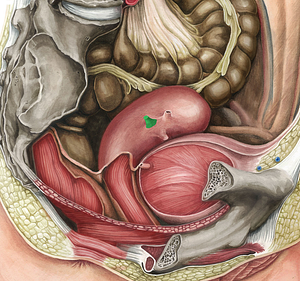 Proper ovarian ligament (#4589)