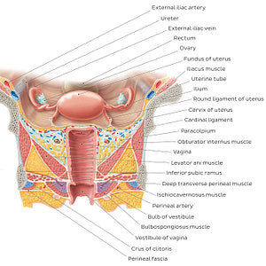 Uterus and vagina (English)