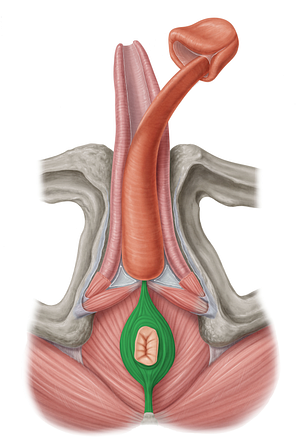 External anal sphincter (#5969)