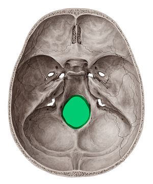 Foramen magnum (#3758)