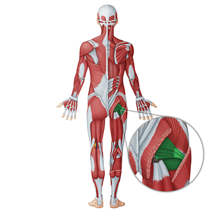 Inner hip muscles (#20060)