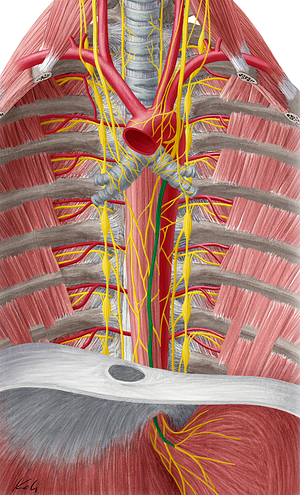 Anterior vagal trunk (#9667)