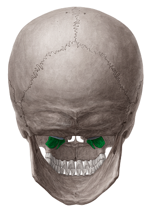 Pterygoid process of sphenoid bone (#8242)