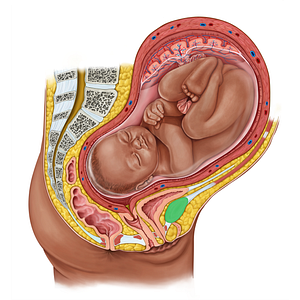 Pubic symphysis (#19186)