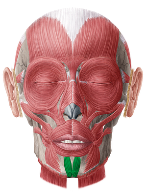 Mentalis muscle (#5611)