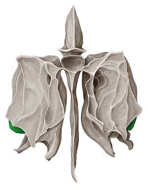 Ethmoid bulla (#2264)