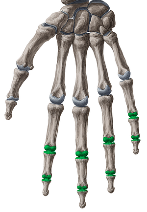 Interphalangeal joints of 2th-5th fingers (#2049)
