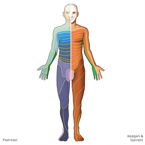 C8 dermatome (#20822)