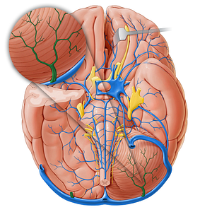 Cerebellar vein (#18250)