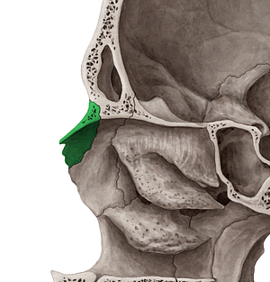 Nasal bone (#7433)