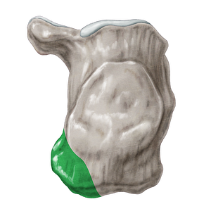 Medial process of calcaneal tuberosity (#8229)