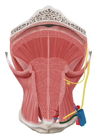 Vena comitans of hypoglossal nerve (#10124)