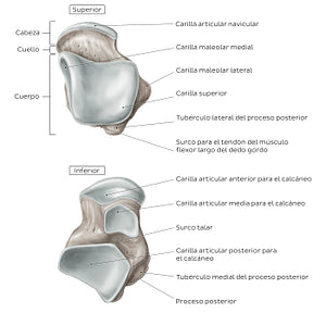 Talus (Superior and inferior view) (Spanish)