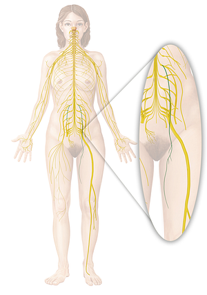 Obturator nerve (#6599)