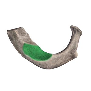 Groove for subclavian artery of 1st rib (#9223)