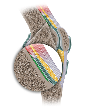 Posterior suprapatellar (prefemoral) fat pad (#13906)