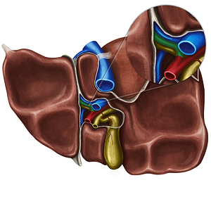 Left hepatic artery (#8798)