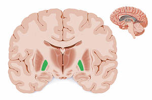 Lateral segment of globus pallidus (#11871)
