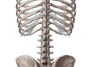 Spinous processes of vertebrae T11-L2 (#8265)