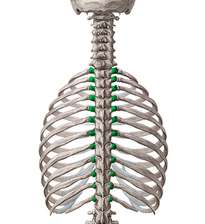 Transverse processes of vertebrae T1-T12 (#8331)
