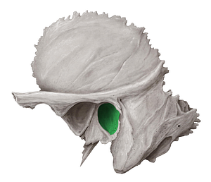 Bony external acoustic opening (#8146)