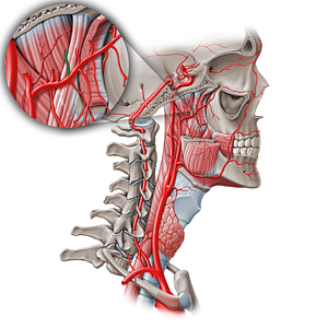 Posterior deep temporal artery (#19081)