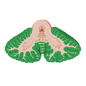 Cerebellar cortex (#20908)