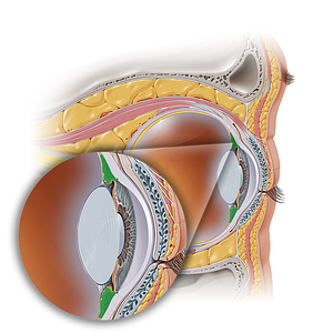 Ciliary body (#2906)