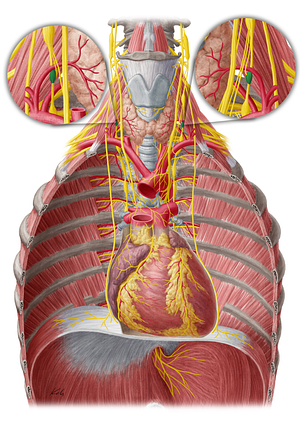 Vertebral ganglion (#4044)