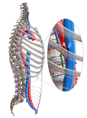 Ascending lumbar vein (#10386)