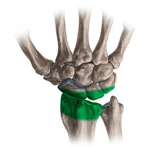 Radiocarpal joint (#576)