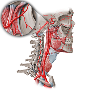 Descending palatine artery (#1579)