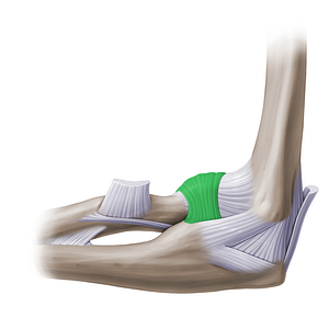 Annular ligament of radius (#14147)