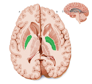 Globus pallidus (#4152)